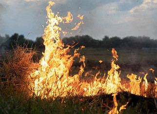 Жителю Кировской области, который устроил лесной пожар, вынесли приговор